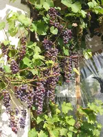 015.webp