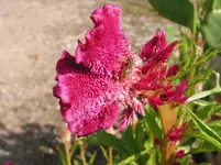 008.webp