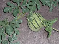CIMG0018.webp
