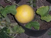 CIMG0020.webp