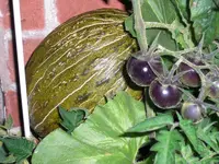 CIMG0022.webp