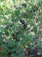 CIMG9993.webp