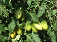 CIMG9934.webp