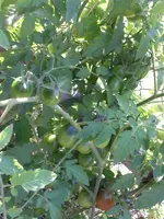 CIMG9992.webp