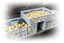 Kartoffelernte die Zweite 'LINDA'.webp