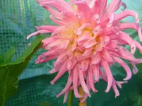 DSC03181.webp