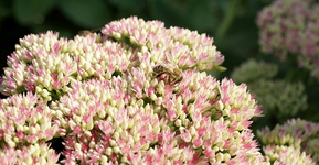 fette Henne.webp