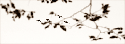 fl.Enten.webp