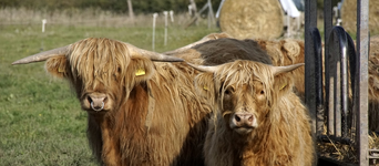 Highlands.webp