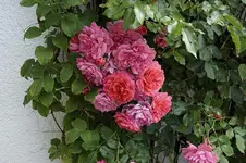 Rosarium Uetersen.webp
