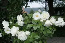 Schneewittchen.webp
