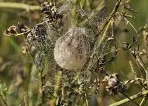 Zebraspinne und ihr Nest (4).webp
