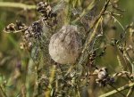 Zebraspinne und ihr Nest.jpg