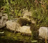Frösche.webp