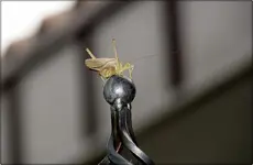 Gemeine Eichenschrecke (1).webp