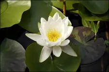 Seerose.webp