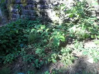 SAM_5365.webp