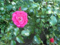 SAM_5355.webp