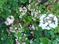 SAM_5361.webp