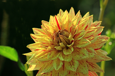 Dahlie_goldgelb_rote Sprenkel_zweifarbig_640.webp