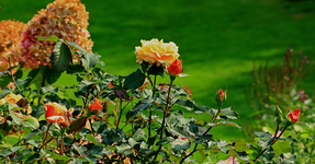 Caramella_orange_Nachblüte_Knospen_640.webp