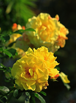Nachblüte_gelbe Strauchrose_unbekannt_06092014_600.webp