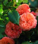 Mary Anne_orange_rot_Nachblüte_700.JPG