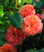 Mary Anne_orange_rot_Nachblüte_700.webp