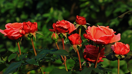 viele Knospen_Nachblüte_ Mary Anne_700.webp