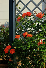 Nachblüte_Orange Dawn_600.webp