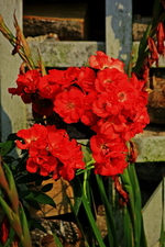 kleinblütig_rot_Kletterrose_unbekannt_600.webp