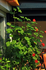 Geranien_über 2 m hoch_500.webp