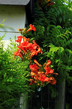 Campsis radicans_blüht_500.webp