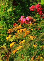 Lampenputzer mit Fruchtständen_grass_600.webp