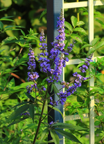 Mönchspfeffer_blau_600.webp
