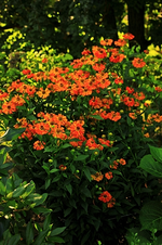 Sonnenbraut_braun_orange_600.webp