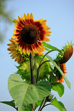 Sonnenblume_rot geflammt_600.webp