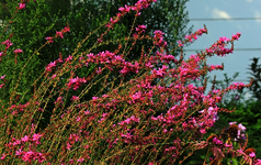 Rutenweiderich_pink_640.webp