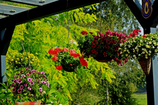 Hängeampeln in voller Blüte_640.webp