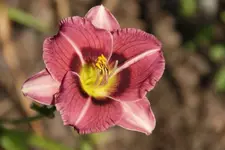 Pugsley (4).webp