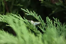 Buchs1.webp