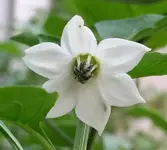 annuum.webp