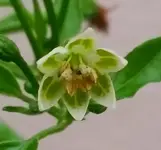 baccatum.webp
