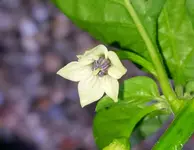 chinense.webp