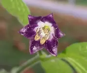 pubescens.webp
