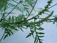 CIMG9067.webp