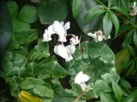 CIMG3200.webp