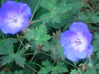 CIMG3204.webp