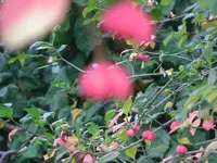 CIMG3210.webp