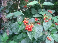 CIMG3214.webp